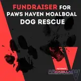 Moalboal_Dog_Rescue
