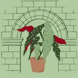 Begônia Builds
